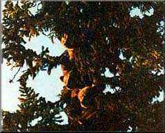 Bjrnungar i grantopp