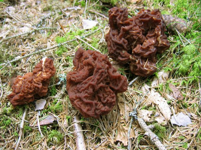 Gyromitra esculenta  Stenmurkla 11.jpg
