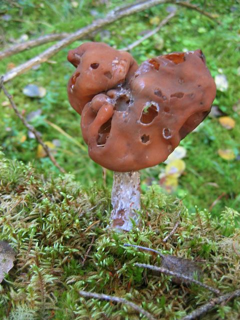 Gyromitra infula,  6 Biskopsmössa , Brun hattmurkla.jpg