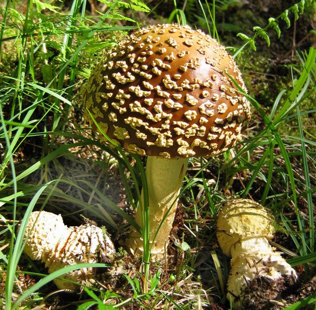 Amanita regalis kopiera.jpg