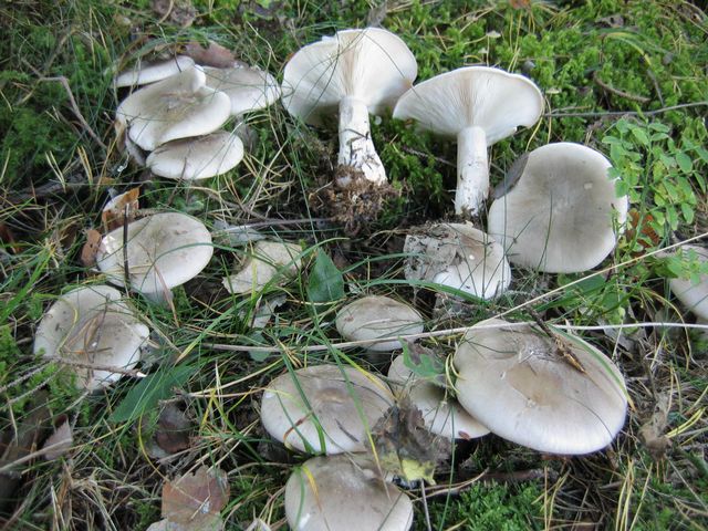 Clitocybe (Lepista) nebularis Pudrad trattskivling 5.jpg