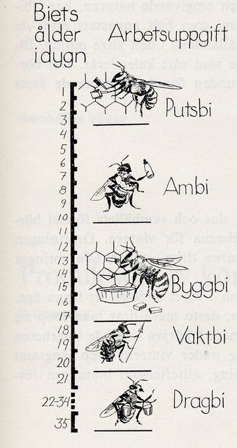 Biets Ã¥ldrar.jpg