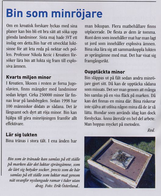 bin som minrÃ¶jare.jpg