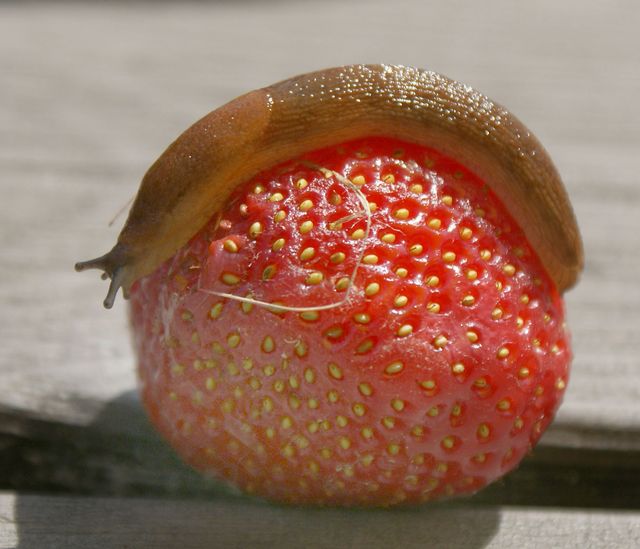 Arion fuscus (subfuscus) på jordgubbe 1.jpg