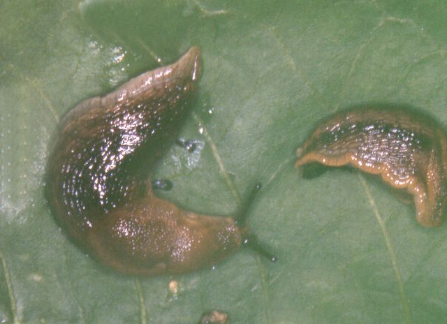 Arion faciatus 2.jpg