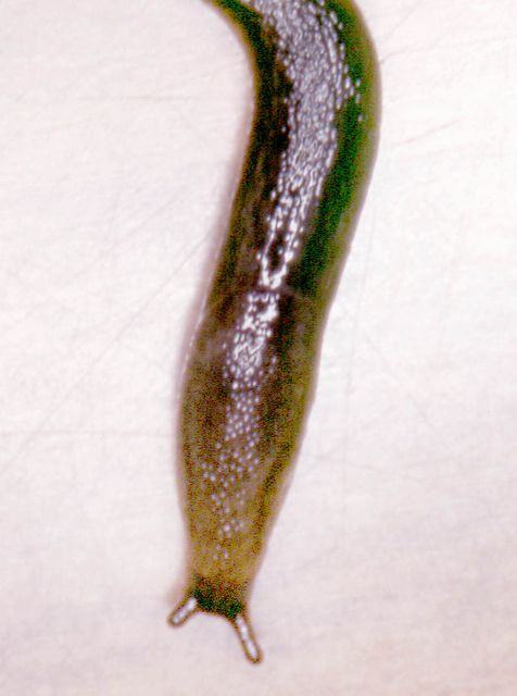 Arion distinctus 3.jpg