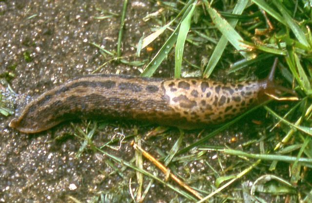 Limax maximus 5.jpg