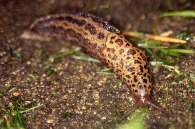 Limax maximus 3 Leopardsnigel.jpg