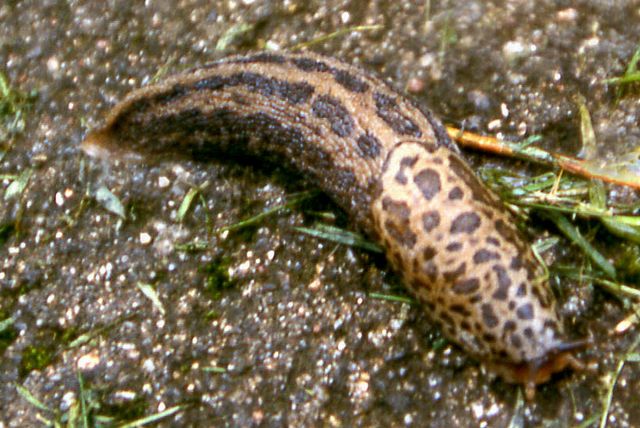 Limax maximus 4 Leopardsnigel.jpg
