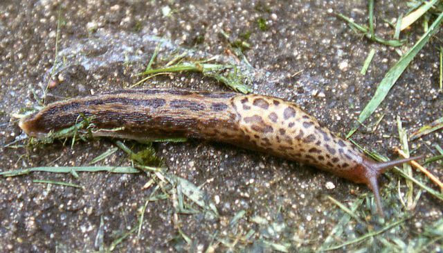 Limax maximus Leopardsnigel, vacker snigel.jpg