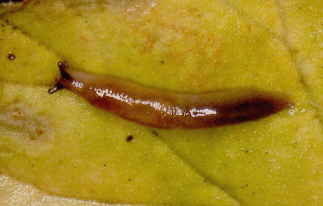 Limax tenellus.jpg