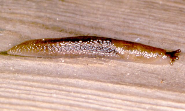 Limax marginatus.jpg