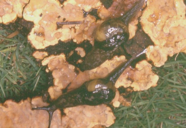 Phenacolimax sp 2.jpg