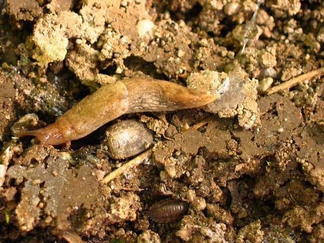 Deroceras reticulatum Trädgårdssnigel  1.jpg