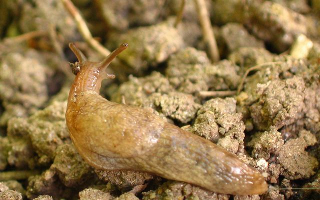 Deroceras reticulatum4 trädgårdssnigel.jpg