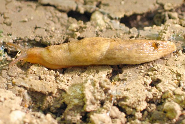 Deroceras reticulatum 3 trädgårdssnigel.jpg