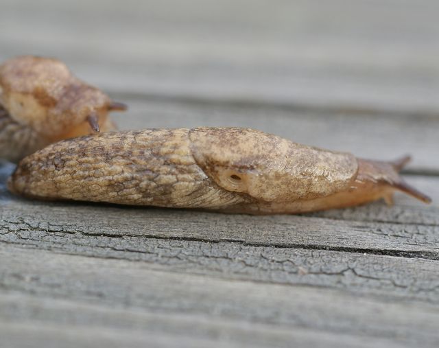 Deroceras reticulatum Åkersnigel.jpg