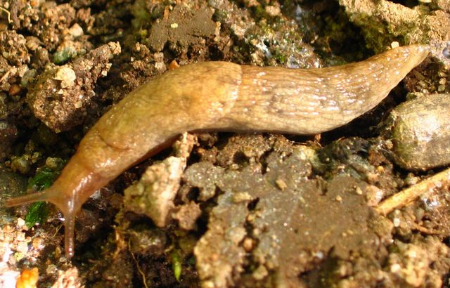 Deroceras reticulatum  2 trädgårdssnigel.jpg