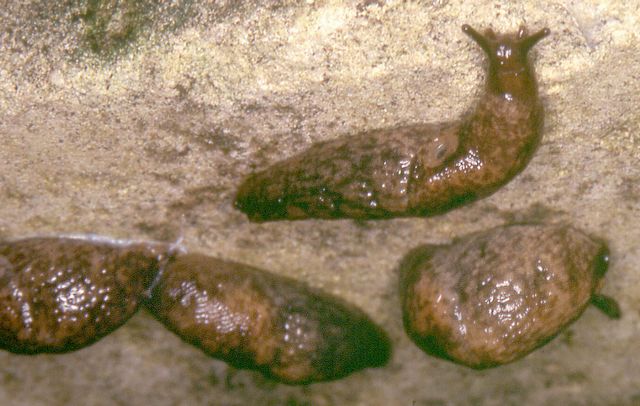 Deroceras reticulatum Trädgårdssnigel.jpg
