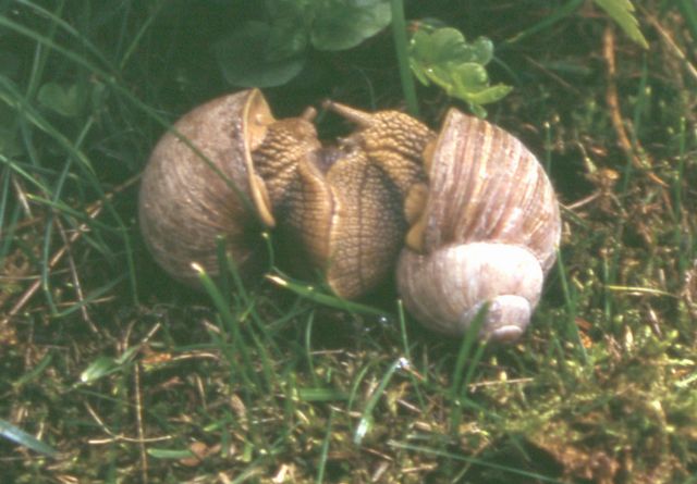 gÃ¶kande vinbergssnÃ¤cor.jpg