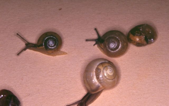 Zonitoides nitidus.jpg