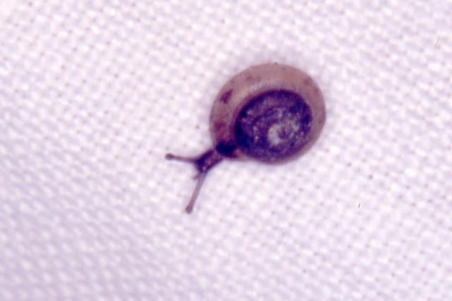 Tricia hispidus.jpg