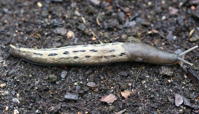 Limax cinero-niger Ljus var 2 .jpg