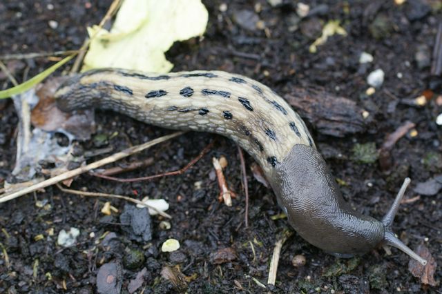 Limax cinero-niger Ljus var.jpg