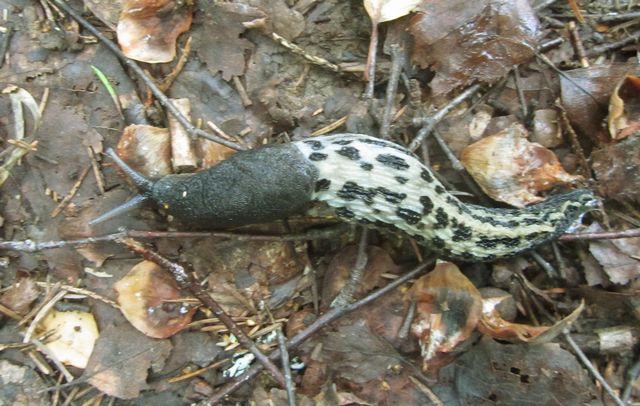 Limax cinero-niger  Kul form 1.jpg