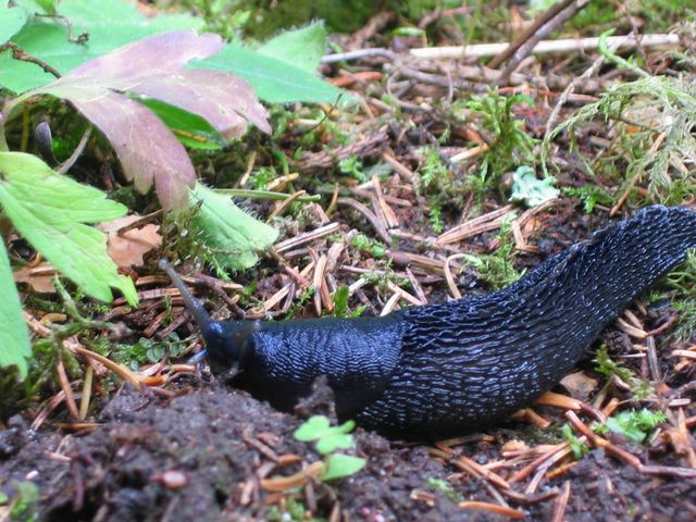 Limax cinero-niger.jpg