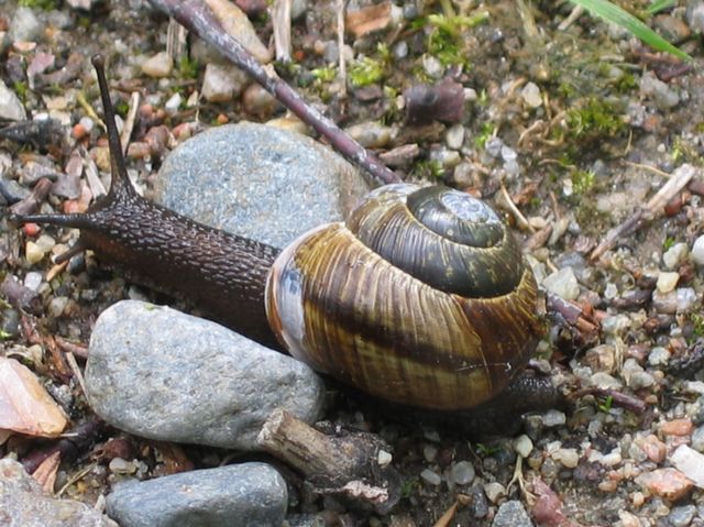 Arianta abostorum.jpg