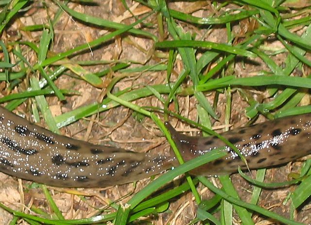 Leopardsniglars parningsbetende 2.jpg