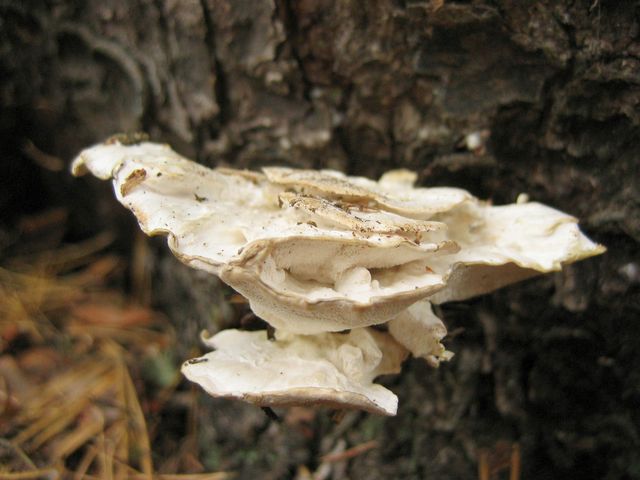 Oligoporus balsameus.jpg