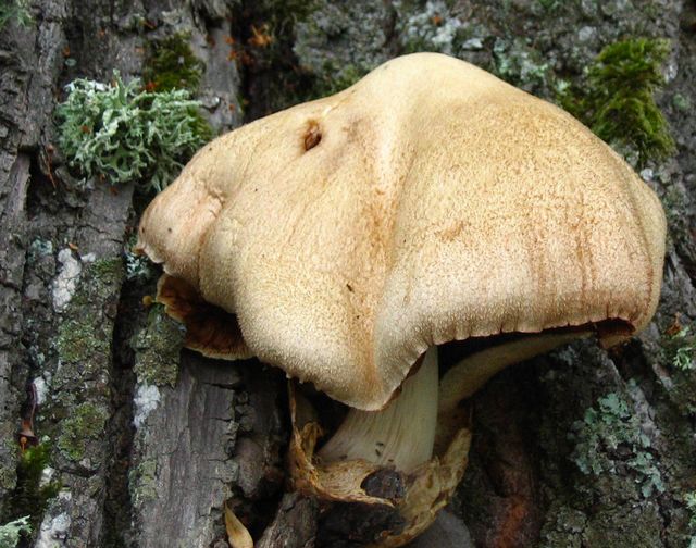 Volvariella bombycina Silkesslidskivling  2.jpg