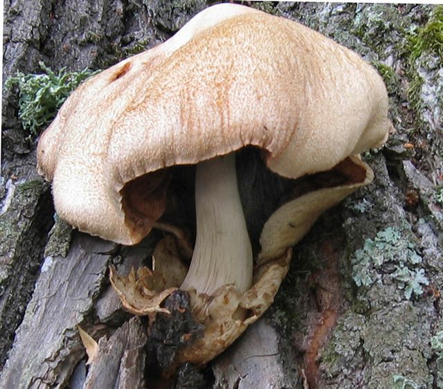 Volvariella bombycina Silkesslidskivling  3.jpg
