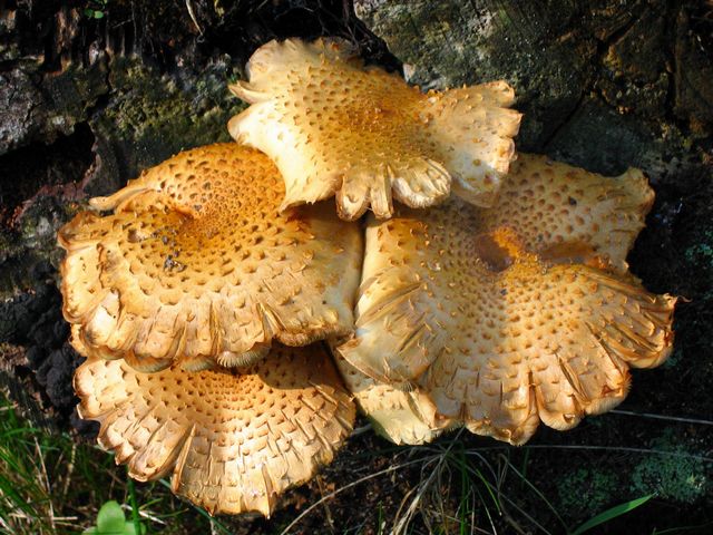 Pholiota squarroiodes 4.jpg