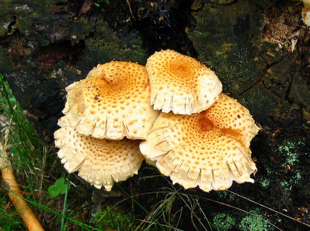 Pholiota squarrosoides  Kryddtofsskivling.jpg