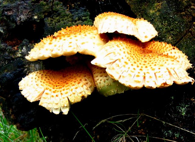 Pholiota squarrosoides  Kryddtofsskivling 2.jpg