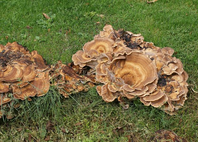 Meripilus giganteus Humlegården 1.jpg