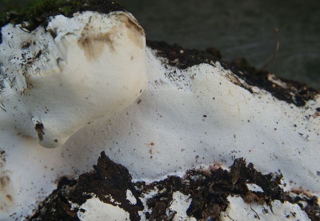 Perenniporia medulla-panis 4 .jpg