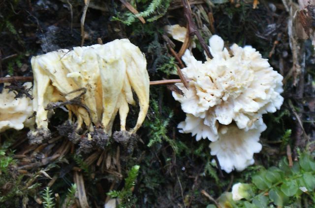 Cotylidia undulata trumpetskinn.jpg
