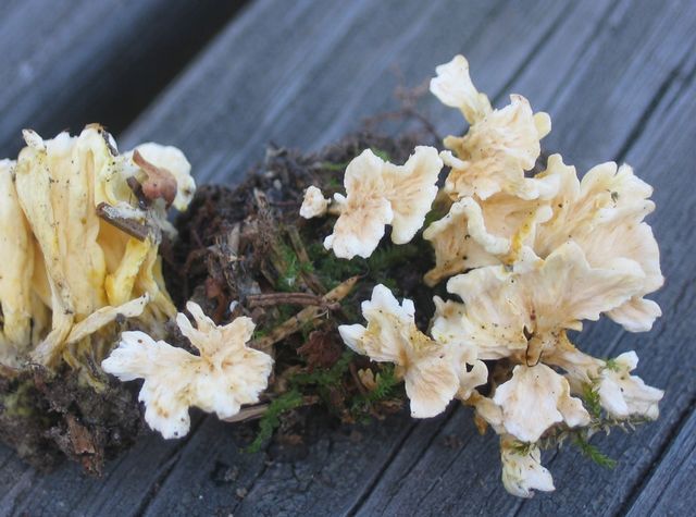 Cotylidia undulata trumpetskinn 4.jpg