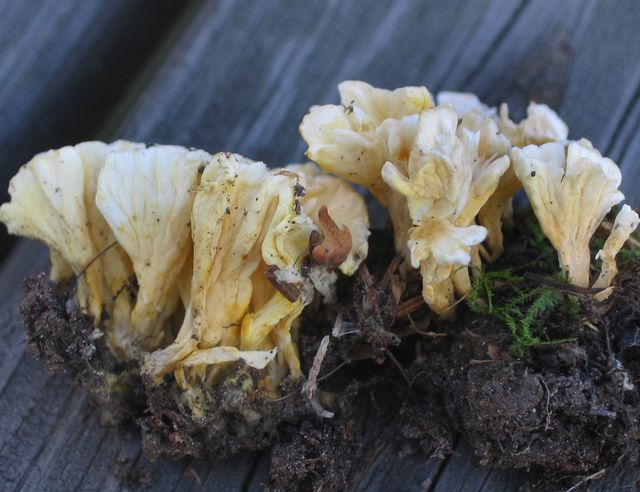 Cotylidia undulata trumpetskinn 3.jpg