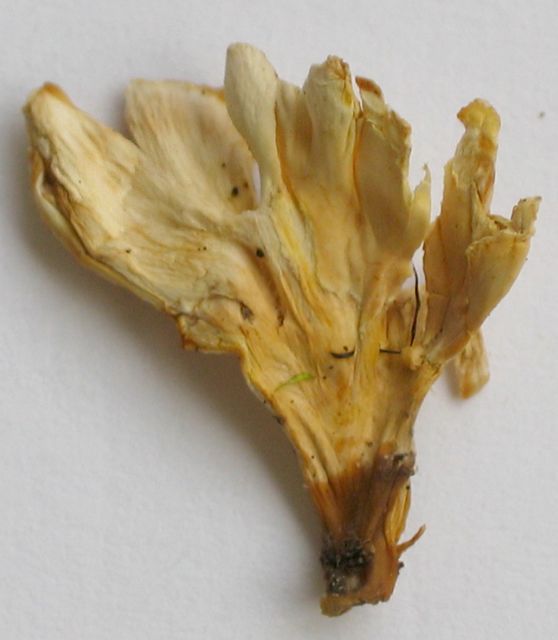 Trumpetskinn 4.jpg