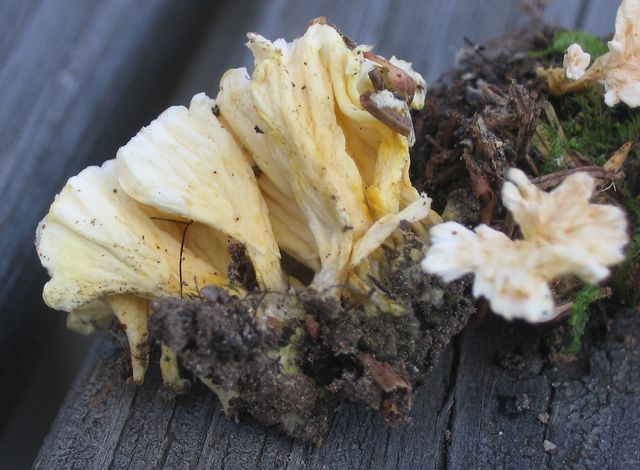 Cotylidia undulata trumpetskinn 2.jpg