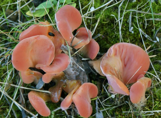 Tremiscus helvelloides Geletratting små ex Djupvik.jpg