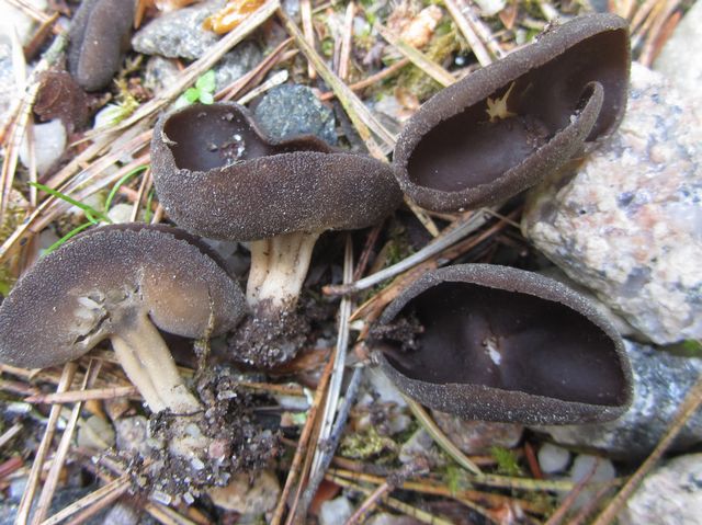 Helvella queletii 3 Ilingeskogen.jpg
