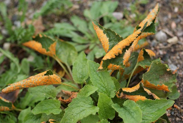 Coleosporium   campannulae  3  .jpg