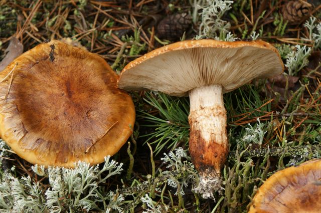 Tricholoma focale Kråsmusseron ++ 2 .jpg