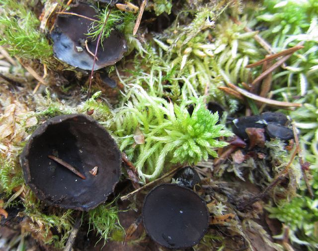 Pseudoplectania sphagnophila Vitmoss-skål 1.jpg